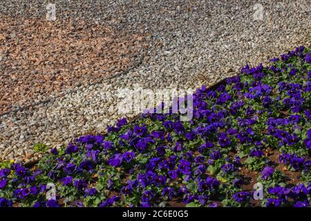 Metallkanten trennen verschiedene Farben von Kies und blauen Stiefmütterchen in einem Park, Viola tricolor Stockfoto