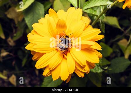 Hummel sammelt Pollen auf rosa Blume. Makro-Nahaufnahme von Hummel sammeln Nektar für Honig. Stockfoto