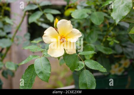 British Rose Gardens - EIN Blick auf Rosa - sanft vorbei (AusCartoon) Stockfoto