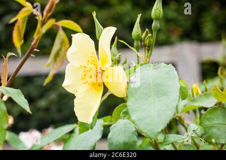 British Rose Gardens - EIN Blick auf Rosa - sanft vorbei (AusCartoon) Stockfoto