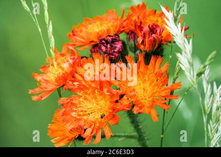 Habichtskräuter Aurantiacum Habichtskraut Orange Stockfoto