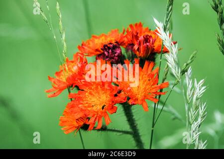 Hieracium aurantiacum Orange Hawkweed Wildblumen Stockfoto