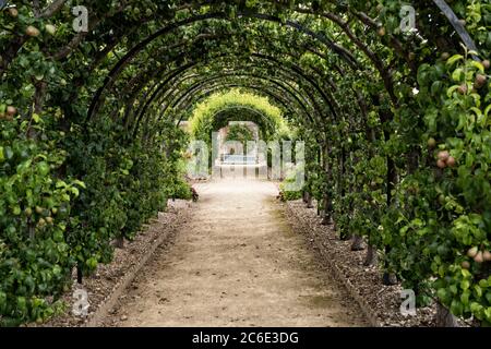 Obstgarten Bogen der Birnen West Dean Gardens in der Nähe von Chichester in East Sussex Stockfoto