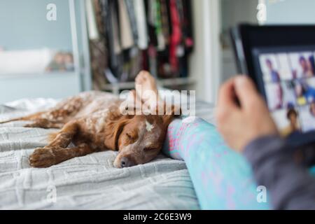 Hund schläft auf dem Bett neben Frau mit digitalen Tablet Stockfoto