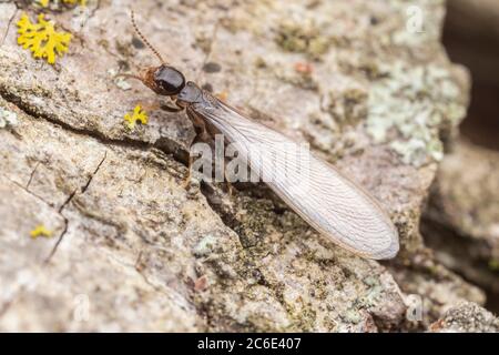 Die umherschwärmenden östlichen unterirdischen Termiten (Reticiteritermes flavipes) tauchen aus einem Baum auf und fliegen davon, um ihre eigenen Kolonien zu gründen. Stockfoto