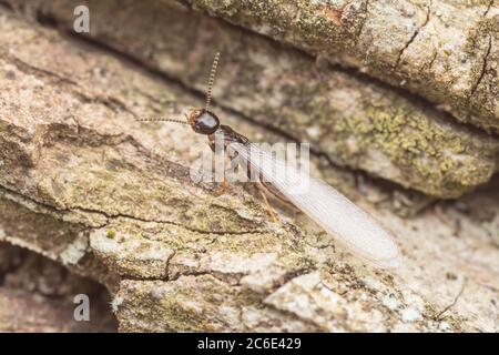 Die umherschwärmenden östlichen unterirdischen Termiten (Reticiteritermes flavipes) tauchen aus einem Baum auf und fliegen davon, um ihre eigenen Kolonien zu gründen. Stockfoto