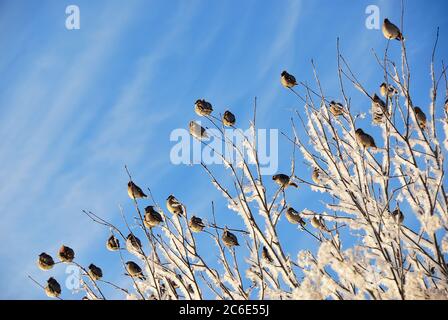 Schar der böhmischen Wachshwing (Bombycilla garrulus) Vögel sitzen auf gefrorenen Ästen gegen Sonnenaufgang Himmel am Wintertag. Russland. Stockfoto