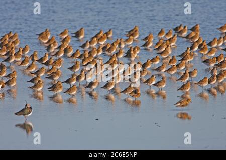 GOLDEN PLOVER (Pluvialis apriciaria) Roosting, Großbritannien. Stockfoto