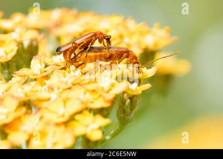 Rote Soldier-Käfer - Rhagonycha fulva - Paarung auf Achillea Terracotta-Blüten im britischen Garten (Schottland) Stockfoto