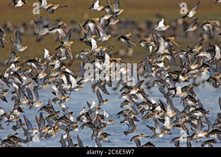 GOLDPFEIFER (Pluvialis apricaria) Flock in Flight, Großbritannien. Stockfoto