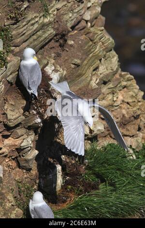 (Schwarz-beinige) KITTIWAKE (Rissa tridactyla) im Flug mit Nistmaterial, UK. Stockfoto