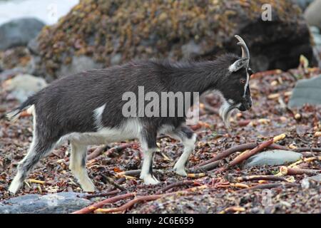 FERAL GOAT (Capra hircus) Kindermädchen Ziege beim Spaziergang über die Meeresalgen, Schottland, Großbritannien. Stockfoto