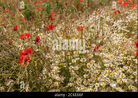 Wildfieber, Tanacetum parthenium, traditionelle Heilkraut verwendet, um Migräne mit leuchtend roten kontrastierenden Mohnblumen, Papaver Rhoeas zu verhindern Stockfoto