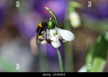 Fuzzy Hummel mit Pollenkörnern auf den Beinen und Haare füttern auf Schneeglötln Blumen im Frühlingsgarten, detaillierte bunte lila und rosa Hintergrund Stockfoto