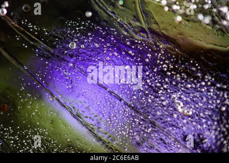 Abstrakt verschwommener Hintergrund lebendige violette Blütenblätter und gefrorene Luftblasen mit Wassertropfen durch glänzende Eisblock Makro Stockfoto