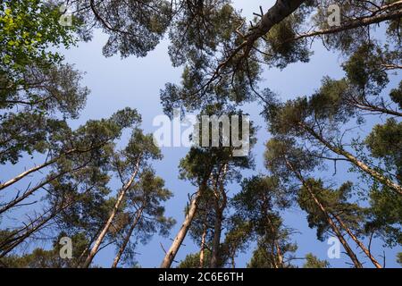 Blick vom Erdgeschoss aus auf die Schotten Pine Trees, West Berkshire, England, Großbritannien, Europa Stockfoto