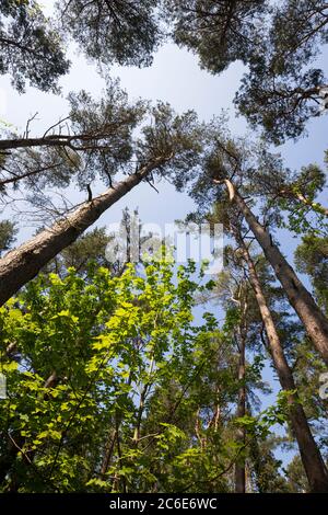 Blick vom Erdgeschoss aus auf die Schotten Pine Trees, West Berkshire, England, Großbritannien, Europa Stockfoto