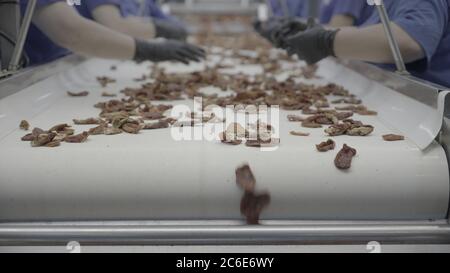 Produktionslinie für getrocknete Tomaten. Moderne High-Tech Originalansicht einiger roter Tomaten, die sich schnell auf einer modernen Förderlinie in einer Tomatenverarbeitung bewegen Stockfoto