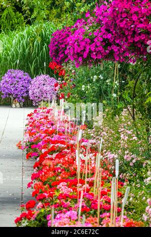 Petunien in hängenden Korb, Geranie in Töpfen schönen bunten Garten Stockfoto