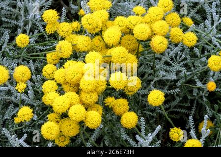 Heiligenkraut Chamaecyparissus Baumwolle Lavendel Stockfoto