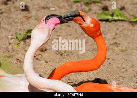 Zwei Flamingo Köpfe rosa und rot Farbe herzförmig Stockfoto