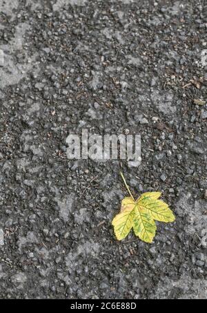 Einsames isoliertes Blatt auf asphaltierten Straßenbelag. Platane / Acer pseudoplatanus Blatt auf dem Boden. Metapher ganz allein, einsam, Isolation, Blatt auf Boden. Stockfoto