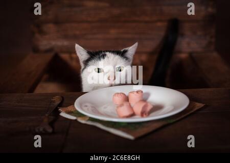 Die Katze isst Wurst, sitzt auf einem Holzstuhl am Tisch. Die Katze isst eine Wurst von einem weißen Teller. Besteck - Gabel, Serviette, Teller stehen auf einem wo Stockfoto