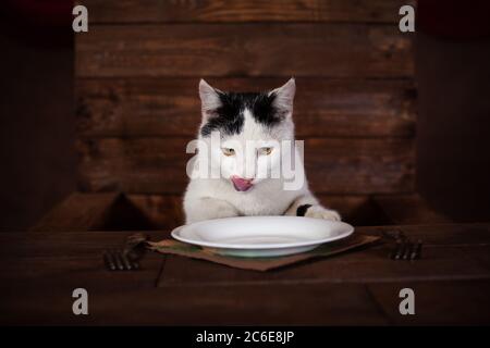 Die Katze isst Wurst, sitzt auf einem Holzstuhl am Tisch. Die Katze isst eine Wurst von einem weißen Teller. Besteck - Gabel, Serviette, Teller stehen auf einem wo Stockfoto