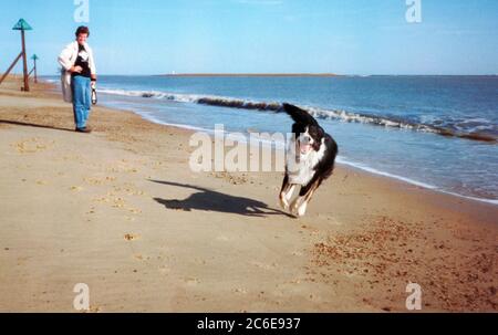 Border Collie Dog läuft an einem Sandstrand entlang zur Kamera Stockfoto