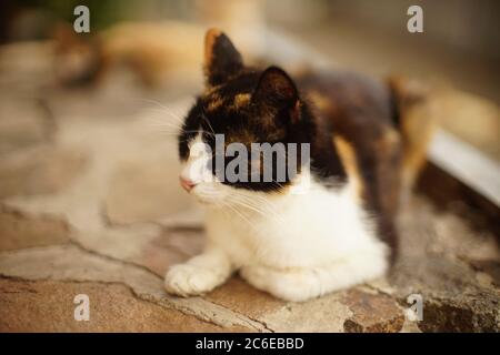 Calico Katze liegt auf einem Steinboden in einem Sommerhof Stockfoto