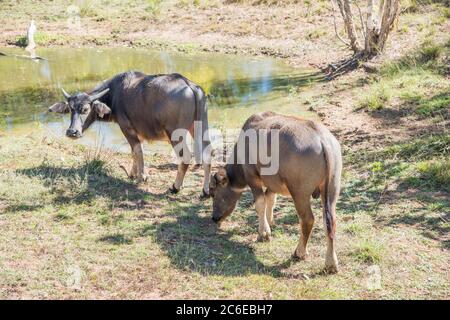 Zwei Wasserbüffel grasen an einem Teich an einem sonnigen Tag im NT von Australien Stockfoto