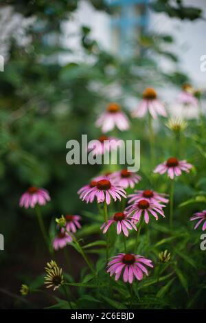 Lila Echinacea Blüten wächst im Garten Stockfoto
