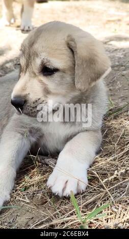 Welpe, Anatolischer Schäferhund. Nahaufnahme Porträt…Anatolischer Schäferhund Puppe spielt im Garten. Stockfoto