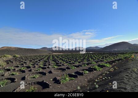 Landschaft mit den berühmten Weinbergen von La Geria auf vulkanischem Boden Lanzarote Island. Spanien Stockfoto