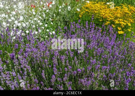 Juli Blumenbeet Grenze Lavendel coreopsis weiße Rose campion Cottage Garten Stockfoto