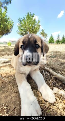 Welpe, Anatolischer Schäferhund. Nahaufnahme Porträt…Anatolischer Schäferhund Puppe spielt im Garten. Stockfoto