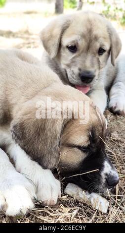 Welpe, Anatolischer Schäferhund. Spielen mit seinem Bruder im Garten... Stockfoto