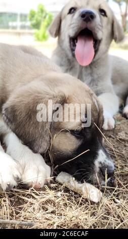 Welpe, Anatolischer Schäferhund. Spielen mit seinem Bruder im Garten... Stockfoto