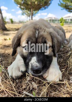 Welpe, Anatolischer Schäferhund. Nahaufnahme Porträt…Anatolischer Schäferhund Puppe spielt im Garten. Stockfoto
