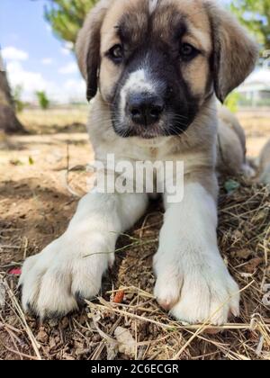 Welpe, Anatolischer Schäferhund. Nahaufnahme Porträt…Anatolischer Schäferhund Puppe spielt im Garten. Stockfoto