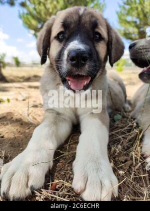 Welpe, Anatolischer Schäferhund. Nahaufnahme Porträt…Anatolischer Schäferhund Puppe spielt im Garten. Stockfoto