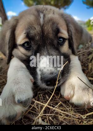 Welpe, Anatolischer Schäferhund. Nahaufnahme Porträt…Anatolischer Schäferhund Puppe spielt im Garten. Stockfoto