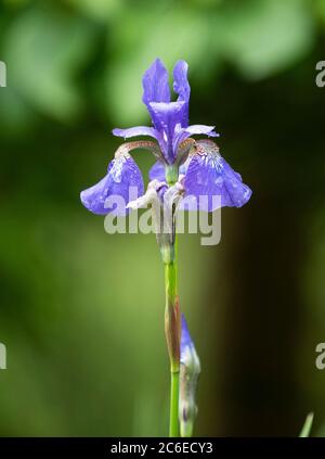 Eine Iris, die in einem Garten wächst, Chipping,Preston,Lancashire, England, North West, Vereinigtes Königreich. Stockfoto
