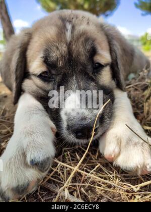 Welpe, Anatolischer Schäferhund. Nahaufnahme Porträt…Anatolischer Schäferhund Puppe spielt im Garten. Stockfoto