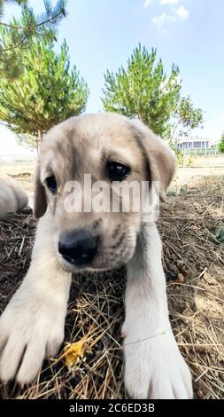 Welpe, Anatolischer Schäferhund. Nahaufnahme Porträt…Anatolischer Schäferhund Puppe spielt im Garten. Stockfoto