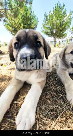 Welpe, Anatolischer Schäferhund. Nahaufnahme Porträt…Anatolischer Schäferhund Puppe spielt im Garten. Stockfoto