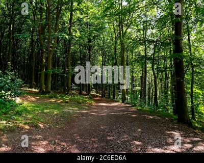 Hohe Bäume säumen einen breiten Weg durch dichten Wald Stockfoto