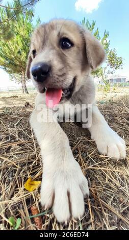 Welpe, Anatolischer Schäferhund. Nahaufnahme Porträt…Anatolischer Schäferhund Puppe spielt im Garten. Stockfoto