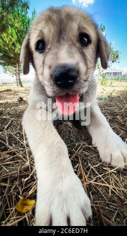 Welpe, Anatolischer Schäferhund. Nahaufnahme Porträt…Anatolischer Schäferhund Puppe spielt im Garten. Stockfoto