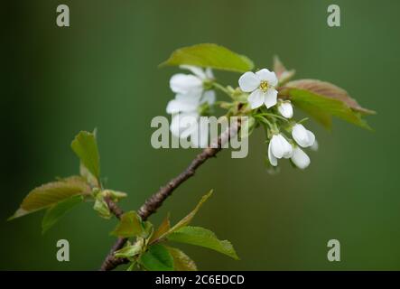 Wilde Kirschblüte im Garten, Chipping, Preston, Lancashire. GROSSBRITANNIEN. Stockfoto